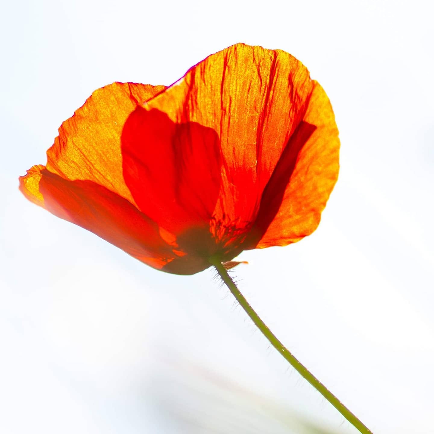 Coquelicot à contre-jour